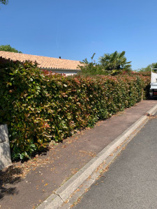 Photo de galerie - Photo avant la taille 