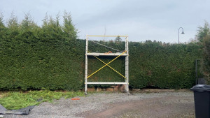 Photo de galerie - Taille de cypres 