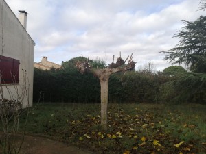 Photo de galerie - Elagage et coupe d'arbres