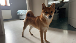Photo de galerie - Garde chien