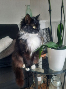 Photo de galerie - Mon chat