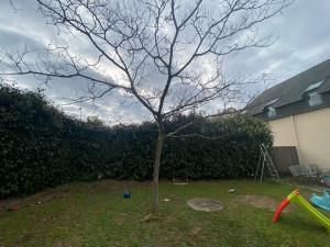 Photo de galerie - Taille de haies et d'arbustes