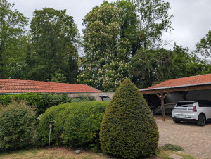 Photo de galerie - Taille d'arbustes 