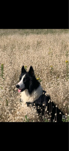 Photo de galerie - Border Collie 