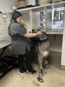 Photo de galerie - Garde animaux