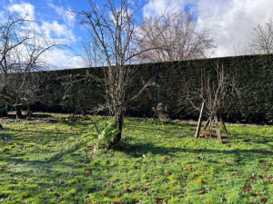 Photo de galerie - Taille de thuyas 