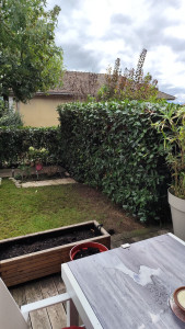 Photo de galerie - Taille de haies et d'arbustes