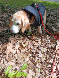 Photo de galerie - Garde de chien