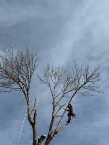 Photo de galerie - Elagage et coupe d'arbres