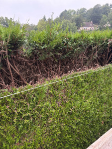 Photo de galerie - Bonjour, je propose mes services de langage et de rabattage de haies à des prix très compétent. Veuillez me contacter au 07 87 34 88 86 pour plus  renseignements. Merci