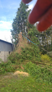 Photo de galerie - Coup d'arbres 