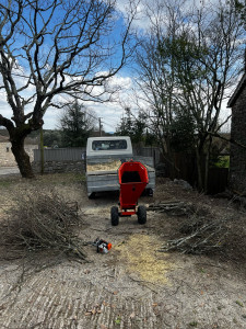 Photo de galerie - Elagage et coupe d'arbres