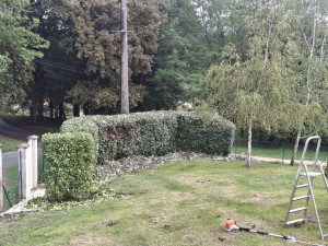 Photo de galerie - Taille de haie 