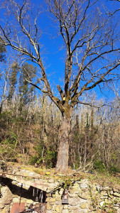 Photo de galerie - Élagage 5 chênes centenaires 