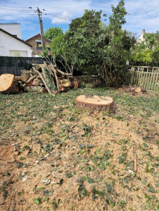 Photo de galerie - Abattage d’un sapin