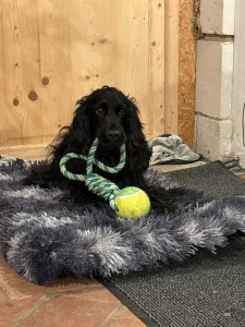 Photo de galerie - Garde chien