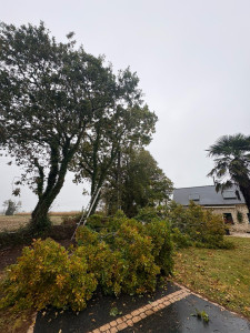 Photo de galerie - élagage 