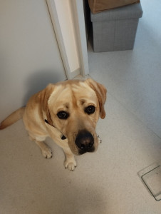 Photo de galerie - Azad a une vraie bouille de bébé ?