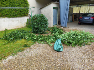 Photo de galerie - Taille de laurier sauce 