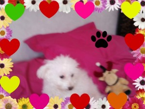 Photo de galerie - Garde animaux