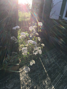 Photo de galerie - Plantation d’arbustes et de vivaces