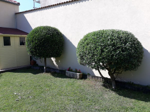 Photo de galerie - Taille d'olivier