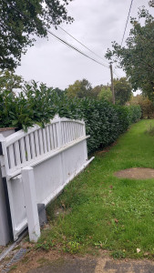 Photo de galerie - Taille de haies et d'arbustes