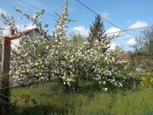 Photo de galerie - Pruniers plantés depuis 5 ans