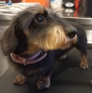 Photo de galerie - Toilettage