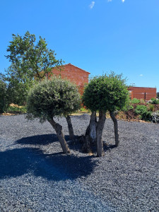 Photo de galerie - Taille arbuste