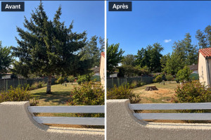 Photo de galerie -  Abattage d’un épicéa Un arbre imposant retiré en toute sécurité, avec nettoyage du chantier et évacuation des déchets verts. 