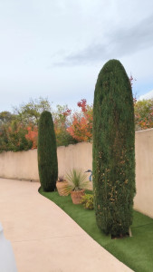 Photo de galerie - Taille deux cyprès 