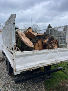 Photo de galerie - évacuation et débiter tronc de peuplier 