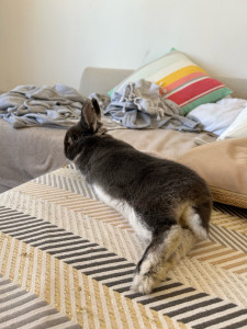 Photo de galerie - Hébergement de Odin