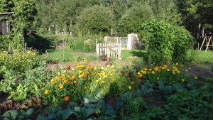 Photo de galerie - Vue du potager avec beaucoup de fleurs.