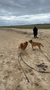 Photo de galerie - Balade à gâvres 