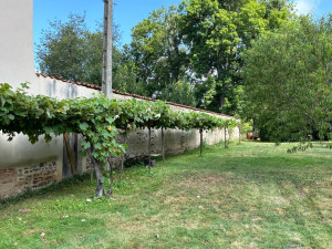 Photo de galerie - Taillage d’une vigne vierge 