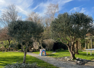 Photo de galerie - La taille des Oliviers a commencé 