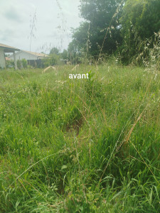 Photo de galerie - Tonte de pelouse - Débroussaillage