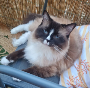 Photo de galerie - Je prends soin de votre chat comme du mien en votre absence