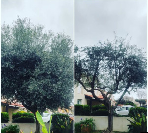 Photo de galerie - Taille Olivier 