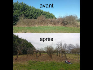 Photo de galerie - Remise au propre d'un verger a l'abandon depuis 4 ans 