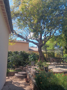 Photo de galerie - Elagage et coupe d'arbres