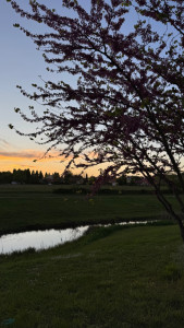 Photo de galerie - Balade en or (et en poils)