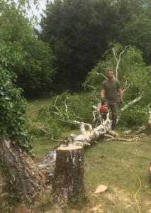 Photo de galerie - Elagage et coupe d'arbres