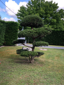 Photo de galerie - Taille nuage 