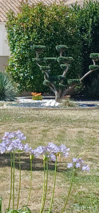 Photo de galerie - Taille olivier