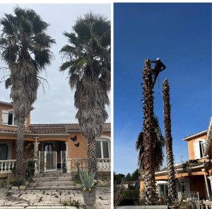 Photo de galerie - Elagage et coupe d'arbres