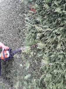 Photo de galerie - Haie