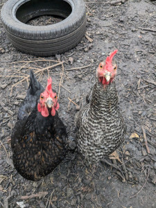 Photo de galerie - Poules dont je me suis occupée 